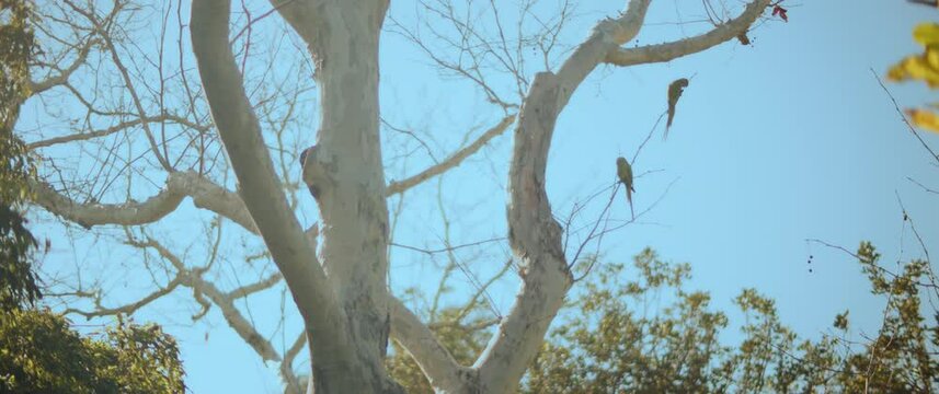 Two green parakeets sitting on a tree branch. Slow motion. 