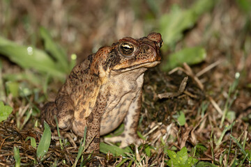 Cane Toads are an introduced pest to Australia and is a native to South and mainland Central America. Also known as Marine toad. Nature concept.