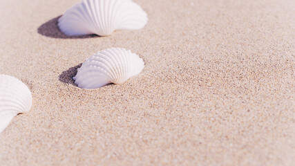 Summer pattern background. Seashells, shells on sand tropical sea beach. Vacation backdrop with space for the text.