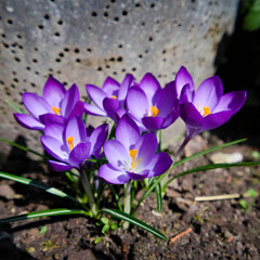 A dense group of purple crocuses in the garden