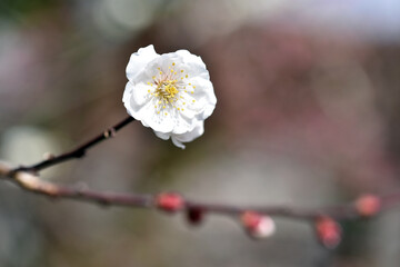 白梅　北野の梅