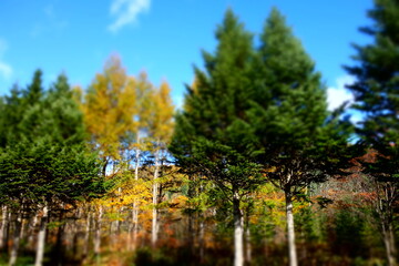 北海道の木々の一年