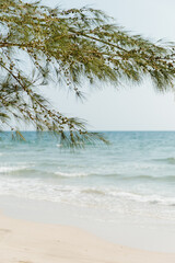 Casuarina equisetifolia tree in tropical beach , Thailand