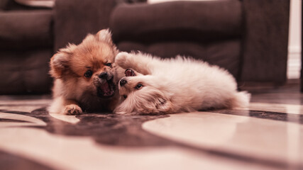 Pomeranian teacups