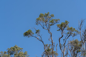 Australia gum trees against a blue sky