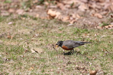 American Robin Eating a Worm