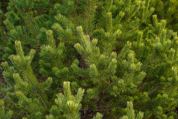 Natural background or wallpaper of green spruce branches and spruce needles. Evergreen tree