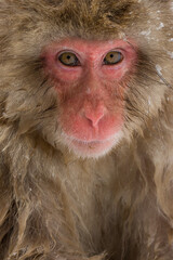 Japanese Monkey Portrait in the snow