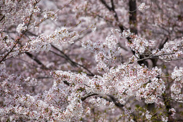 cherry tree blossom