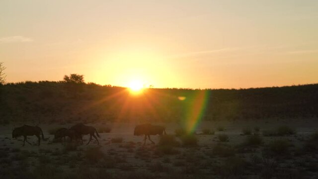 Silhouette of wildebeests walking in line against sun glares over horizontal sand dune in Kgalagadi Transfrontier Park - Kalahari Desert, Upington, South Africa.