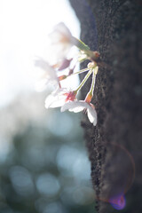 桜