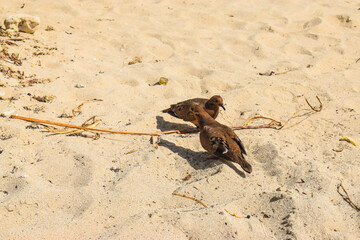 brown feathered doves on island tropical beach beach