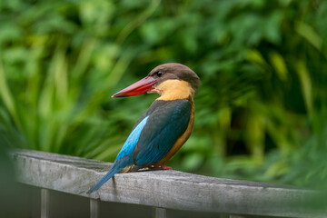 Stork-billed kingfisher looking bakc and perching on the wooden bridge.