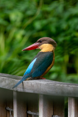 Vertical image of Stork-billed kingfisher looking bakc and perching on the wooden bridge.