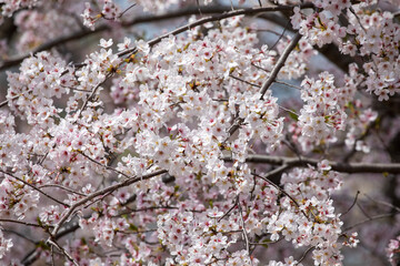 pink cherry blossom