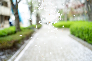 桜散る