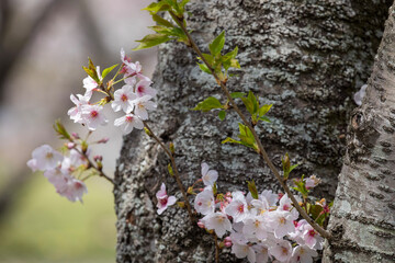 tree blossom