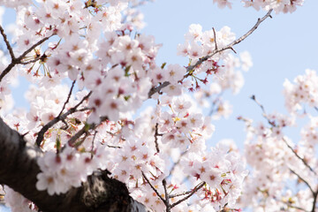 桜