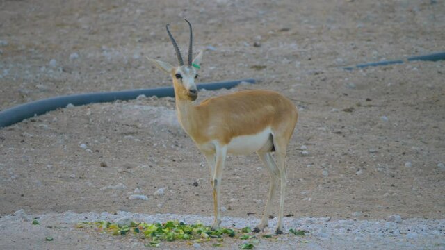  Arabia Al Reem Gazelle in captive natural habitat in Saudi Arabia
