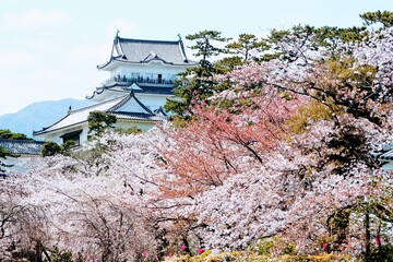 桜が咲き誇る小田原城址公園と小田原城天守閣