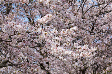 tree blossom
