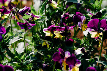 purple flowers in the garden