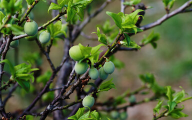 green apple tree in spring
