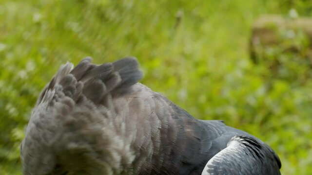 Harpia, ou gavi&atilde;o real, a maior ave de rapina das Am&eacute;ricas / Harpy, or harpy eagle, the largest bird of prey in the Americas	