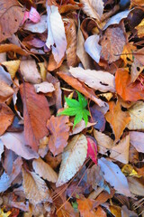 落ち葉の中の紅葉の風景11