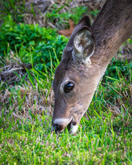 A fawn having dinner!