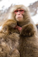 Japanese Monkey Portrait in the snow