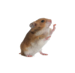 Adorable Syrian hamster on white background. Small pet