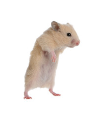 Adorable Syrian hamster on white background. Small pet