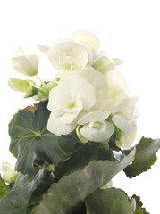 Beautiful blooming geranium flower on white background