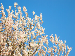 Flowering cherry tree branches under the bright morning sunlight