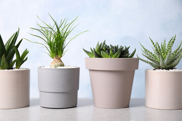 Fototapeta premium Beautiful Aloe, Haworthia and Nolina in pots on light table. Different house plants