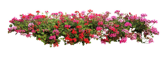 Flower bush tree isolated tropical plant with clipping path.