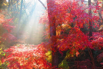 森林の中に明るく日が差す紅葉の風景3