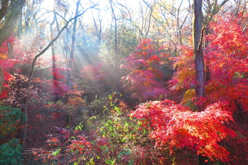 Fototapety  森林の中に明るく日が差す紅葉の風景2