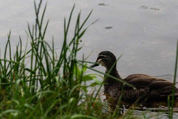 ducks swimming through a misty foggy lake