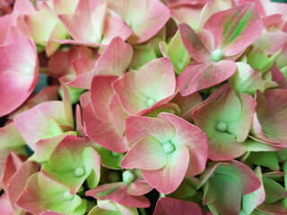 chestnut hydrangea flower  details pink green