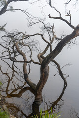 Fototapeta na wymiar fallen tree branches in mist covered lake