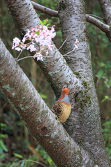 Chinese bamboo partridge (Bambusicola thoracicus thoracicus) male in Japan
