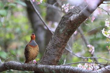 Chinese bamboo partridge (Bambusicola thoracicus thoracicus) male in Japan