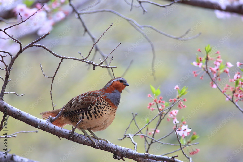 Sticker chinese bamboo partridge (bambusicola thoracicus thoracicus) male in japan