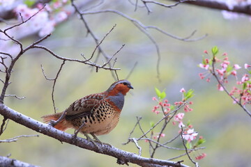 Chinese bamboo partridge (Bambusicola thoracicus thoracicus) male in Japan