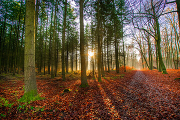 misty autumn forest in the morning with sunbeams in Wandlitz (Barnim, Brandenburg, Germany)