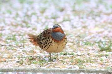 Chinese bamboo partridge (Bambusicola thoracicus thoracicus) male in Japan