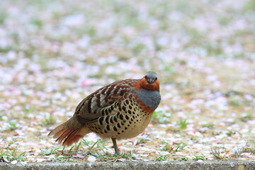 Chinese bamboo partridge (Bambusicola thoracicus thoracicus) male in Japan