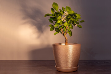Tangerine tree blooms in a pot on a rustic background. Bonsai